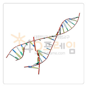 생명체의 설계도 DNA 복제 과정